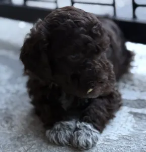 Lagotto Romagnolo - Robika