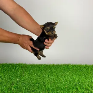 Yorkshire Terrier - Yasko