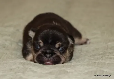 Bulldog francese - Zuzu