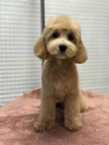 Cavapoo - Haevy