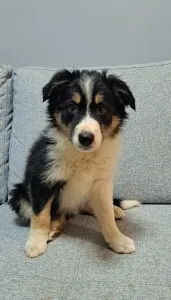 Border Collie - Nanna