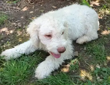 Wasserhund der Romagna - Aida