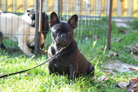 Francia bulldog - Ballószögi Barka Uranos