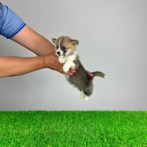 Corgi galez Pembroke - Pickles