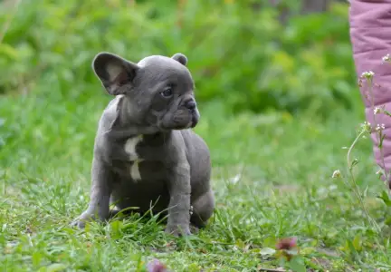 Bulldog francez - Madeleine 