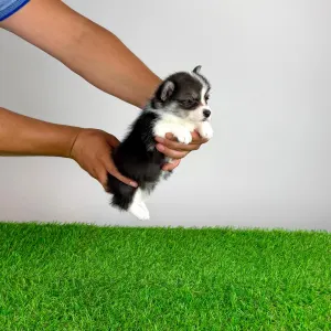Welsh Corgi Pembroke - Corsa