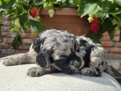 Cavapoo - Merida