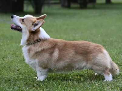 Welsh Corgi Pembroke - Shapphire Of Farm Of Happy Dogs