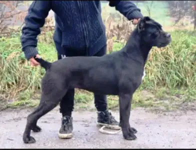 Cane corso - Antu Makto Brescia