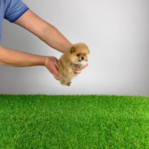 German Pomeranian Spitz - Sunny