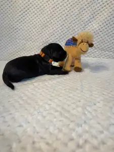 Portugalský vodní pes - Bailey