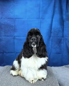 American Cocker Spaniel - Pici