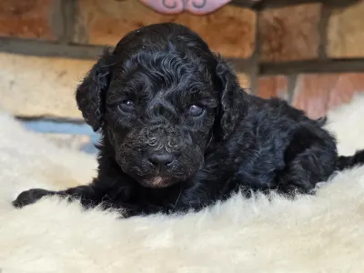 Cavapoo - Norina