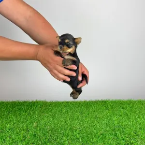 Yorkshire Terrier - Wolke