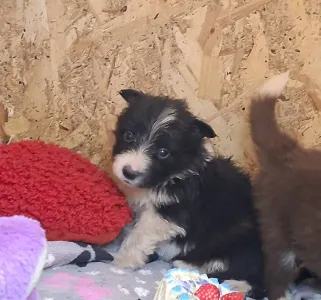 Border Collie - Dazzling Borders Braveheart