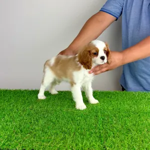 Cavalier King Charles spániel - Olympia