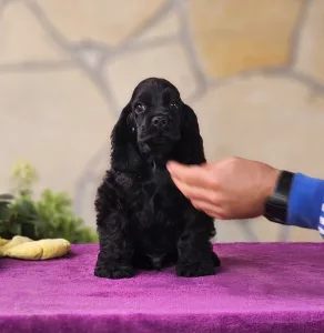 Amerikai cocker spániel - Hendrix Of Your Sweetest Dream