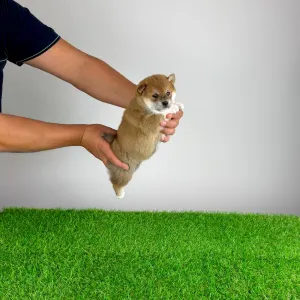 Shiba - Xulda