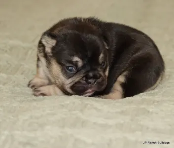 Bulldog francese - Zuzu