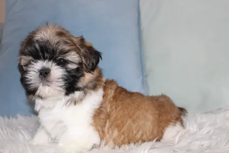 Shih Tzu - Arthur