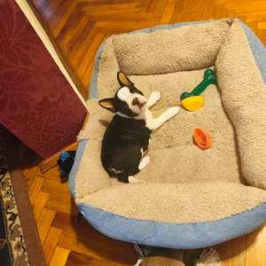 Boston Terrier - Lara