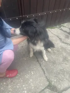 Border Collie - Lucifer