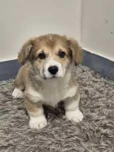 Welsh corgi pembroke - Kis Gróf