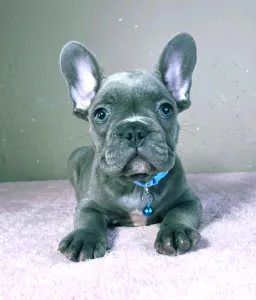 French Bulldog - Martin