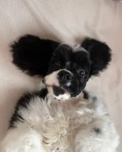 American Cocker Spaniel - Dream Of Nightfall