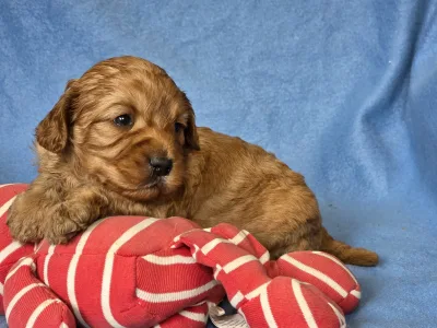 Cavapoo - Chester