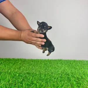 Chihuahua - Luigi