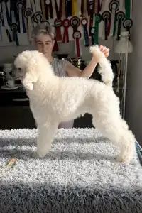 Óriás uszkár - Amber