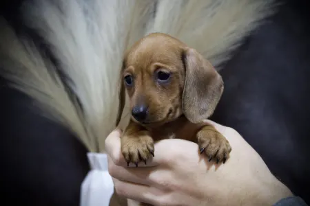 Dackel - Elegant Edition Hug Me Strongly