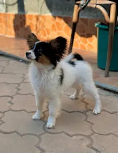 Papillon - Lacky Alien Mirabella