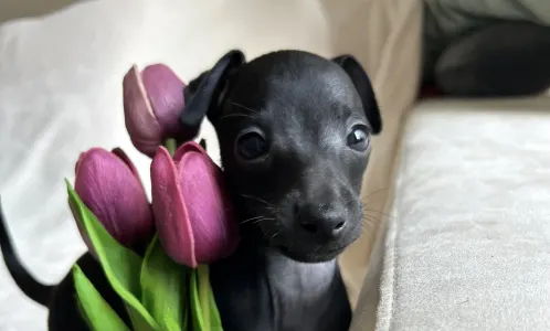 Olasz agár - Libero Lieto Italian Greyhound Kennel