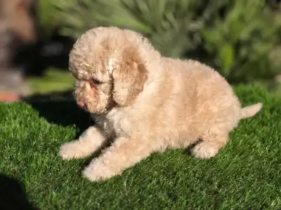 Cavapoo - Mia