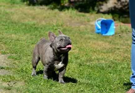 Buldog francuski - Amanda