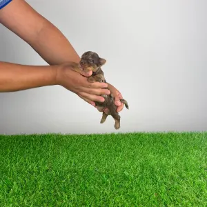 Yorkshire Terrier - Chippy