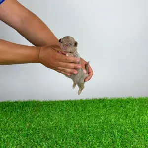 Chihuahua - Hella