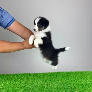 Australian Shepherd - Ventor