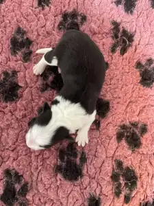 Border Collie - Piros Nyakörv/fekete Kan