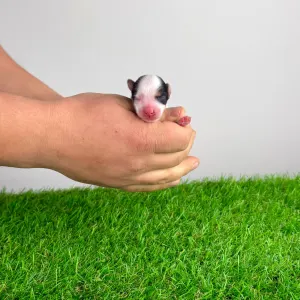 Biewer teriér - Olivia