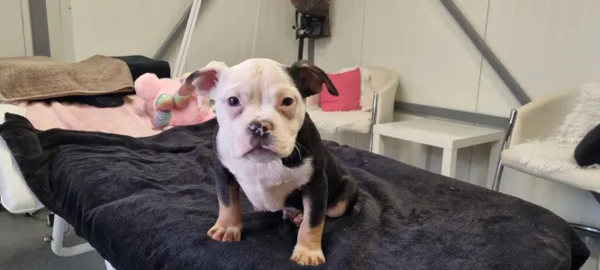 American Bully - Pocket - Yoker