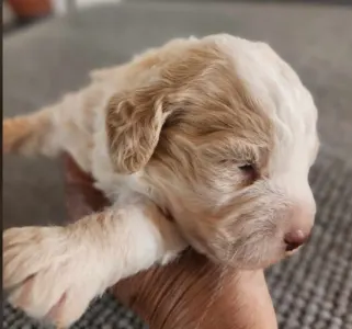 Lagotto Romagnolo - Alfi
