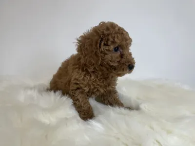 Poodle Miniature - Odett