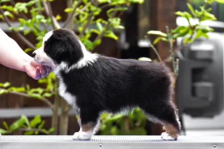 Австралийская овчарка - Winstead Palladium Viscount