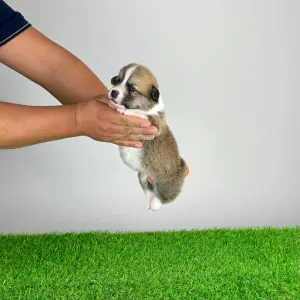Welsh Corgi Pembroke - Blanca