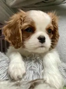 Cavalier King Charles Spaniel - Belafomte