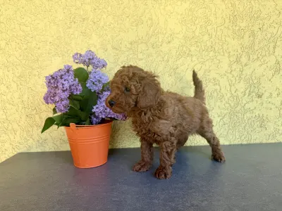 Trpasličí pudl - Hermes