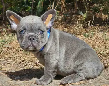 French Bulldog - Sam Silver Blue
